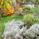 Bylinkový záhon | přírodní zahrada Evy Hauserové